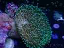 WYSIWYG Sarcophyton sp 25