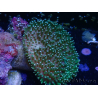WYSIWYG Sarcophyton sp 25