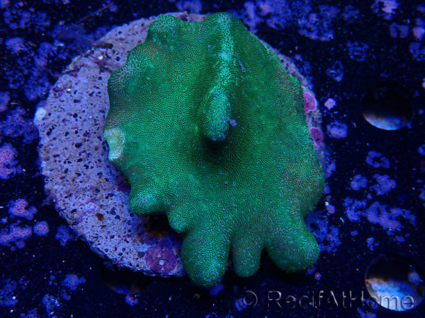 WYSIWYG Lobophyton sp 9