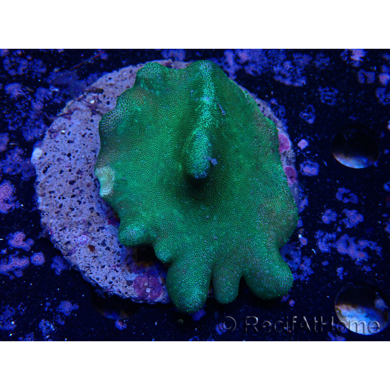 WYSIWYG Lobophyton