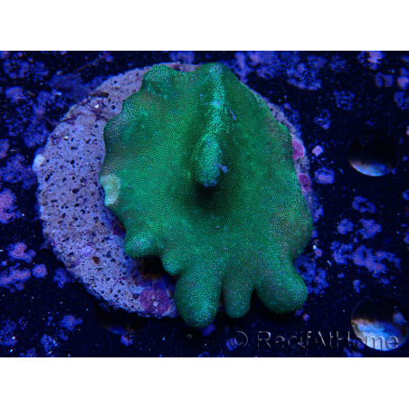 WYSIWYG Lobophyton