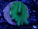 WYSIWYG Lobophyton