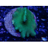 WYSIWYG Lobophyton