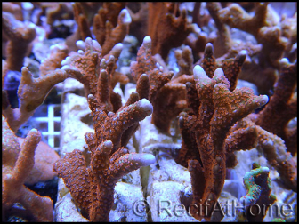 Montipora digitata rouge S