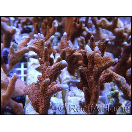 Montipora digitata rouge S