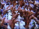 Montipora digitata rouge S