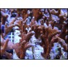 Montipora digitata rouge S
