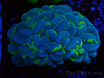 WYSIWYG Plerogyra sinuosaUltra Toxic Splatter (Skeleton 5 cm/Open 9 cm)