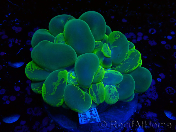 WYSIWYG Plerogyra sinuosa(Skeleton 5.5 cm/Open 11 cm)