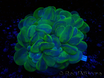 WYSIWYG Plerogyra sinuosa (Skeleton 5 cm/Open 12 cm)