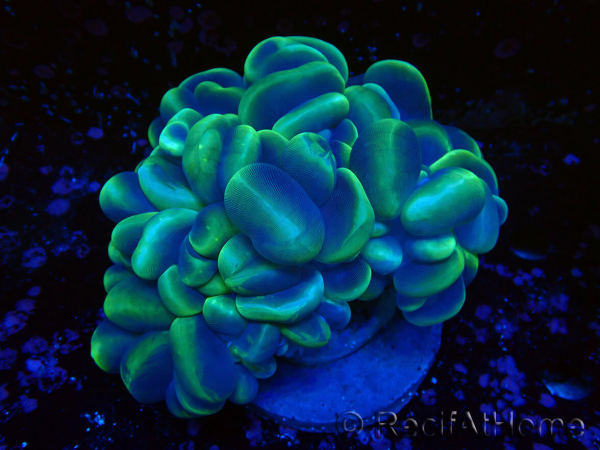 WYSIWYG Plerogyra sinuosaLight Green (Skeleton 7 cm/Open 12 cm)