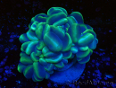 WYSIWYG Plerogyra sinuosaLight Green (Skeleton 7 cm/Open 12 cm)