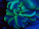 WYSIWYG Plerogyra sinuosaLight Green (Skeleton 7 cm/Open 12 cm)