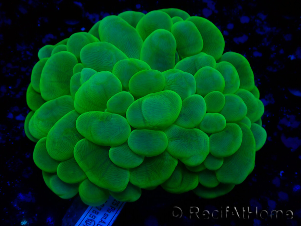 WYSIWYG Plerogyra sinuosa(Esqueleto 10 cm/Abierto 17 cm)