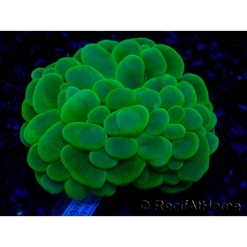 WYSIWYG Plerogyra sinuosa(Skeleton 10 cm/Open 17 cm)