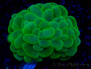 WYSIWYG Plerogyra sinuosa(Esqueleto 10 cm/Abierto 17 cm)