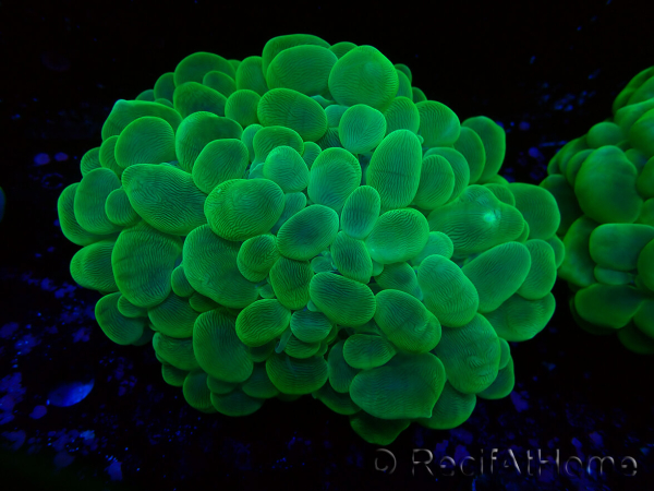WYSIWYG Plerogyra sinuosa(Scheletro 10 cm/Aperto 17 cm)