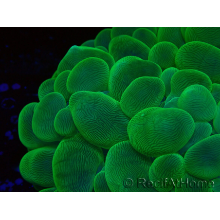 WYSIWYG Plerogyra sinuosa(Scheletro 10 cm/Aperto 17 cm)
