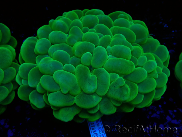 WYSIWYG Plerogyra sinuosa(Skeleton 5.5 cm/Open 11 cm)