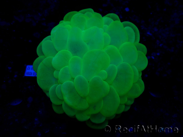 WYSIWYG Plerogyra sinuosaUltra Toxic Splatter (Skeleton 5 cm/Open 9 cm)