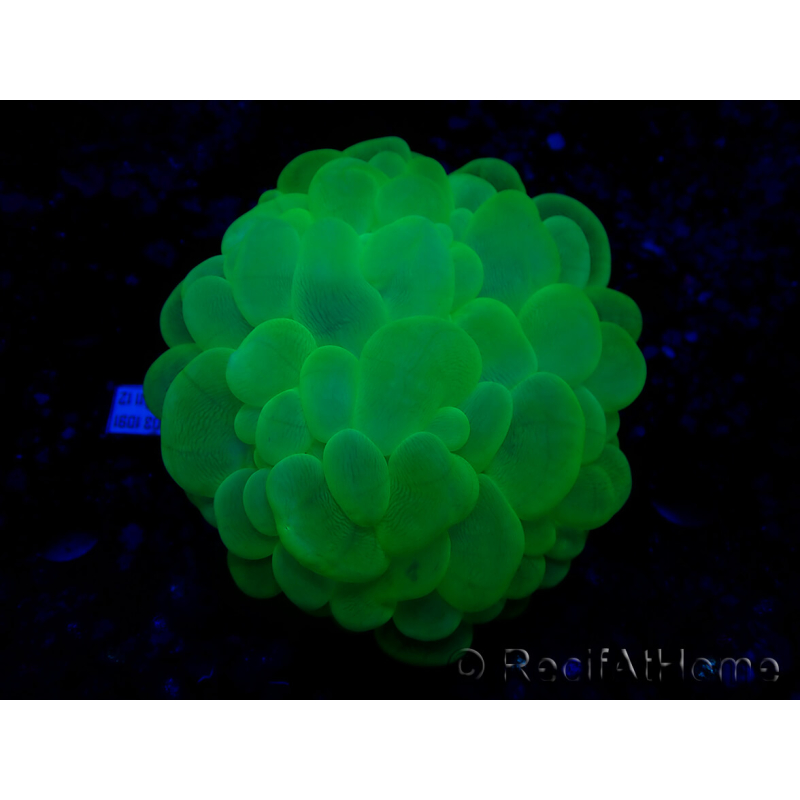 WYSIWYG Plerogyra sinuosa Ultra Tóxico Splater (Esqueleto 5 cm/Abierto 9 cm)