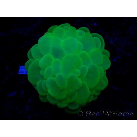 WYSIWYG Plerogyra sinuosaUltra Tossico Splater (Scheletro 5 cm/Aperto 9 cm)