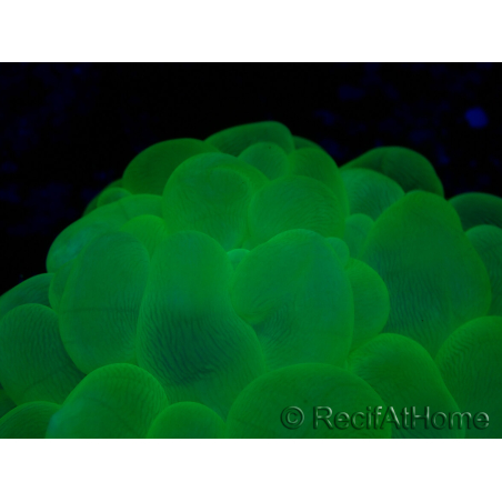 WYSIWYG Plerogyra sinuosaUltra Tossico Splater (Scheletro 5 cm/Aperto 9 cm)