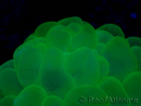 WYSIWYG Plerogyra sinuosaUltra Toxic Splatter (Skeleton 5 cm/Open 9 cm)