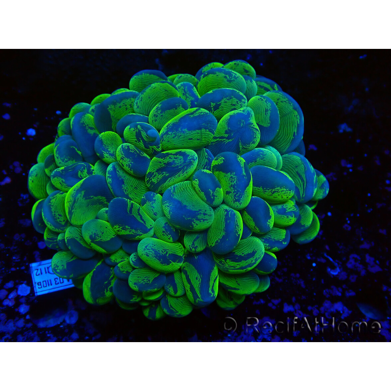 WYSIWYG Plerogyra sinuosa Ultra Tóxico Splater (Esqueleto 5 cm/Abierto 9 cm)