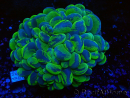 WYSIWYG Plerogyra sinuosaUltra Tossico Splater (Scheletro 5 cm/Aperto 9 cm)