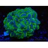 WYSIWYG Plerogyra sinuosa Ultra Tóxico Splater (Esqueleto 5 cm/Abierto 9 cm)