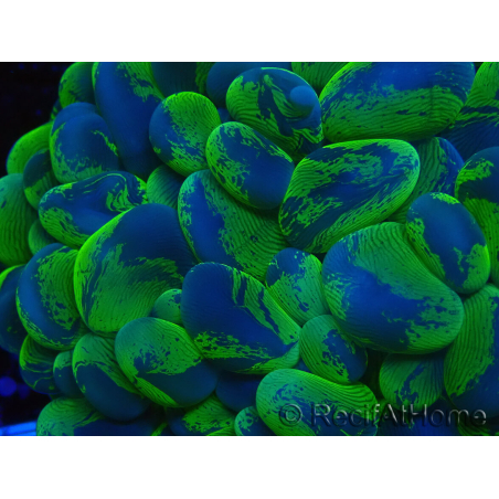 WYSIWYG Plerogyra sinuosaUltra Tossico Splater (Scheletro 5 cm/Aperto 9 cm)