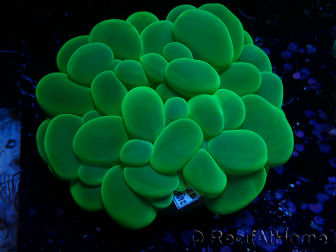 WYSIWYG Plerogyra sinuosa(Skeleton 4.5 cm/Open 10 cm)