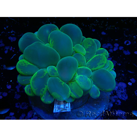 WYSIWYG Plerogyra sinuosa(Skeleton 5.5 cm/Open 11 cm)