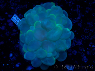 WYSIWYG Plerogyra sinuosa(Skeleton 5 cm/Open 10 cm)