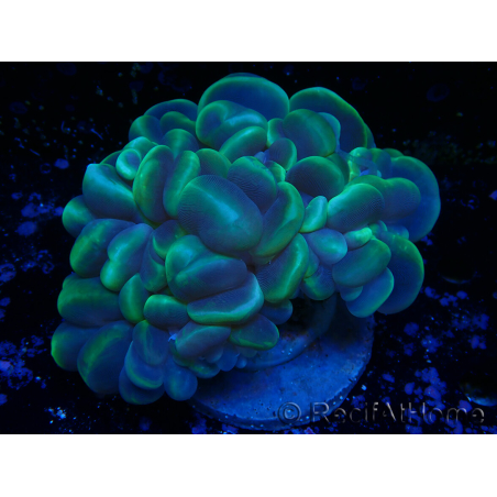 WYSIWYG Plerogyra sinuosaLight Green (Skeleton 7 cm/Open 12 cm)