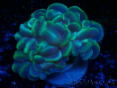 WYSIWYG Plerogyra sinuosaLight Green (Skeleton 7 cm/Open 12 cm)