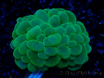 WYSIWYG Plerogyra sinuosa(Skeleton 10 cm/Open 17 cm)