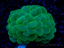 WYSIWYG Plerogyra sinuosa(Esqueleto 10 cm/Abierto 17 cm)