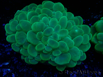 WYSIWYG Plerogyra sinuosa 9 (Skeleton 14 cm/Open 22 cm)