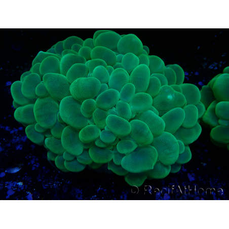 WYSIWYG Plerogyra sinuosa(Scheletro 10 cm/Aperto 17 cm)