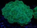 WYSIWYG Plerogyra sinuosa(Scheletro 10 cm/Aperto 17 cm)
