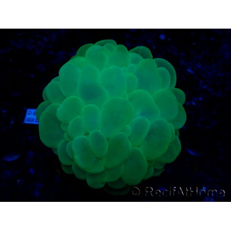 WYSIWYG Plerogyra sinuosaUltra Tossico Splater (Scheletro 5 cm/Aperto 9 cm)