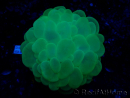 WYSIWYG Plerogyra sinuosaUltra Toxic Splatter (Skeleton 5 cm/Open 9 cm)