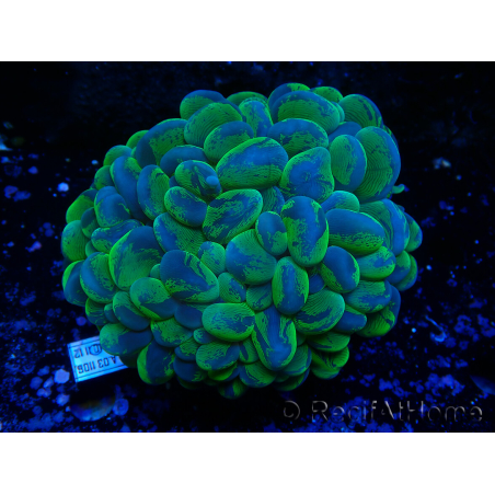 WYSIWYG Plerogyra sinuosaUltra Tossico Splater (Scheletro 5 cm/Aperto 9 cm)