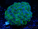 WYSIWYG Plerogyra sinuosaUltra Tossico Splater (Scheletro 5 cm/Aperto 9 cm)