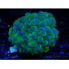 WYSIWYG Plerogyra sinuosa Ultra Tóxico Splater (Esqueleto 5 cm/Abierto 9 cm)
