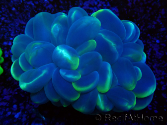 WYSIWYG Plerogyra sinuosa(Skeleton 5.5 cm/Open 11 cm)