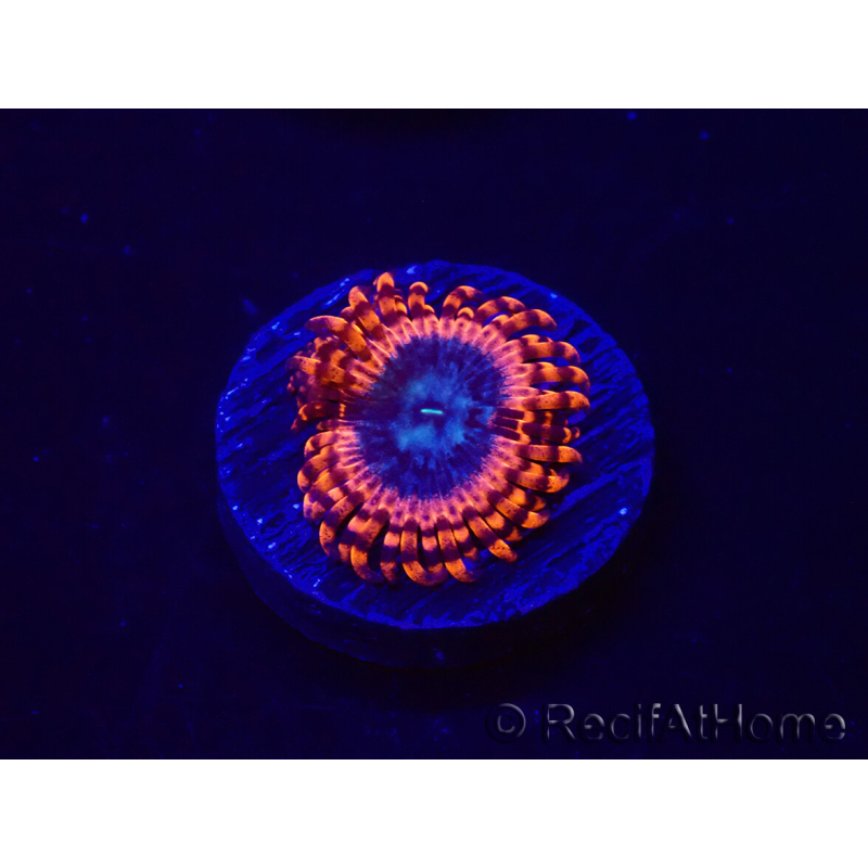 WYSIWYG - Zoanthus Utter Peace 30L5