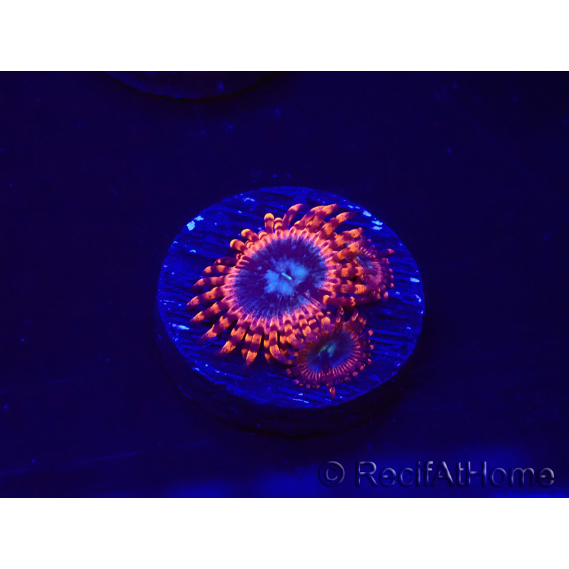 WYSIWYG - Zoanthus Utter Peace 30L6